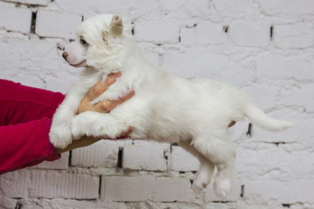 Berenik Pandora Shaida