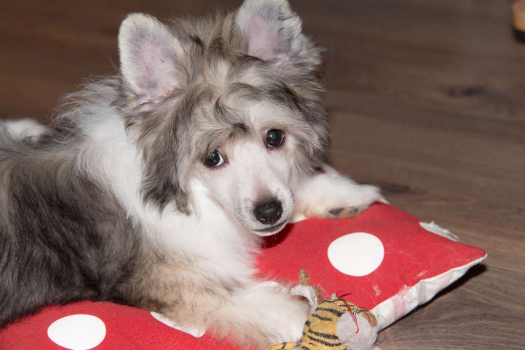 Luniks Stail Galatea