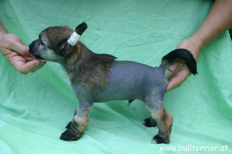 Laureola's Willi Wonka