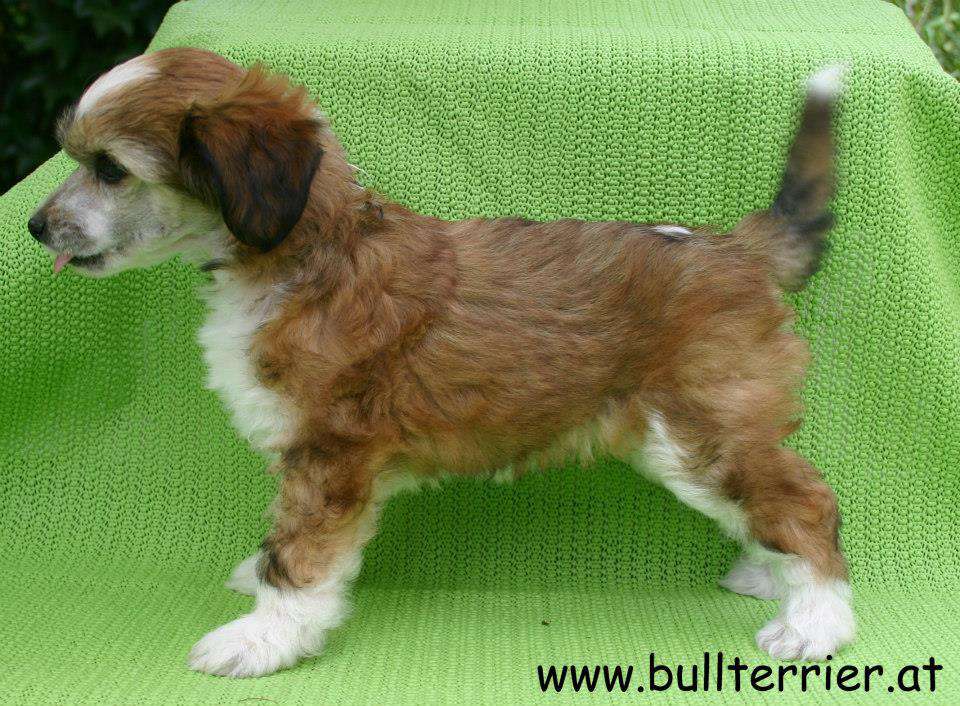 Laureola's Xcellent Girl