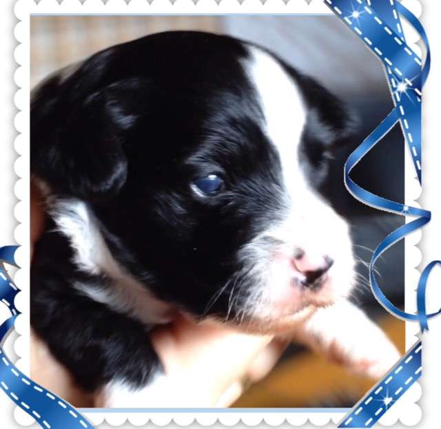 Blue wing's Black Boy