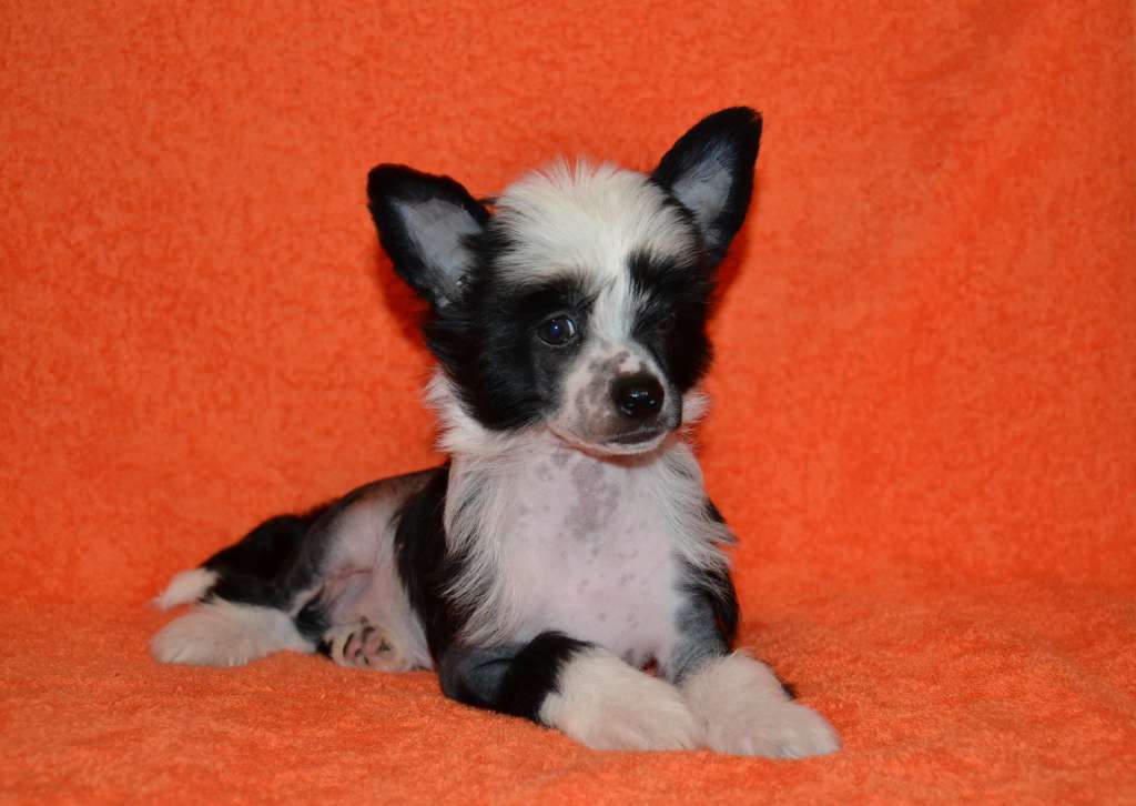 Feeriya Magic Verden