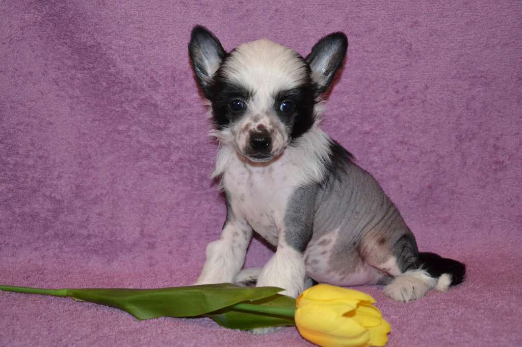 Feeriya Magic Vinsento