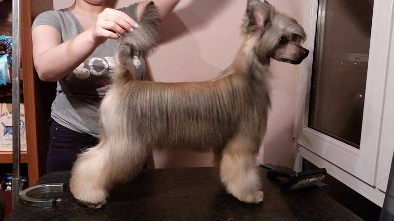 Asben Achyles Chinese Dynasty Family