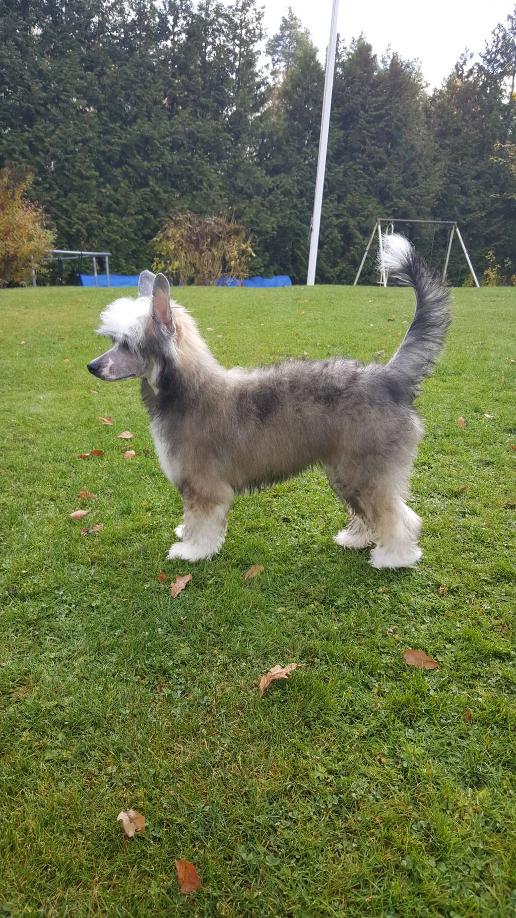 Yamboliz Harrison Ford