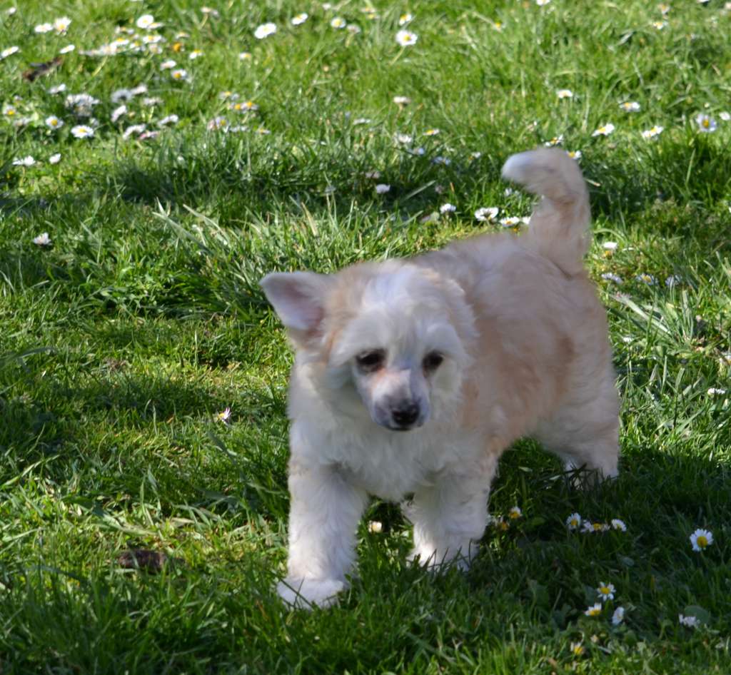 Lloris De L'Orée des Rêves