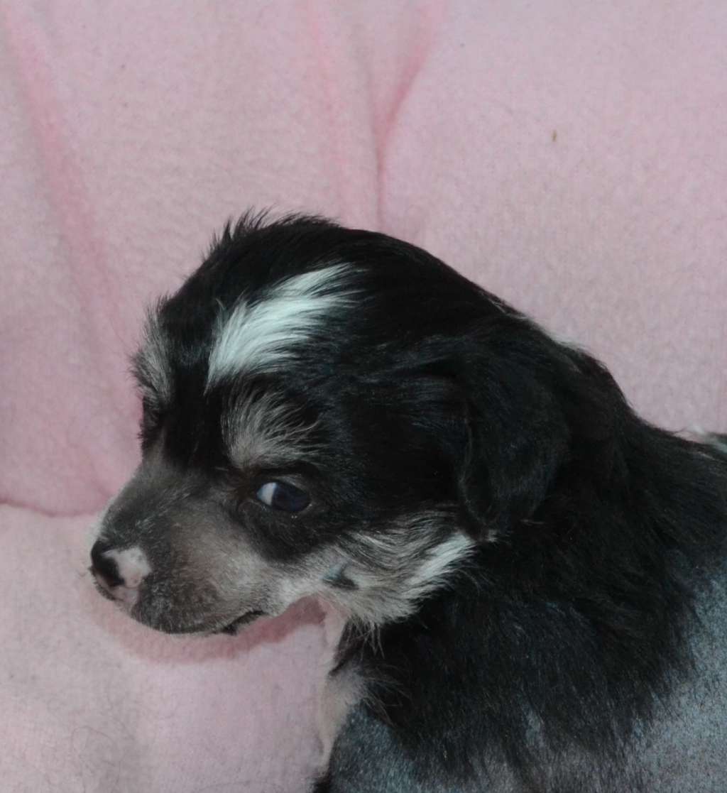 Luigi De L'Orée des Rêves