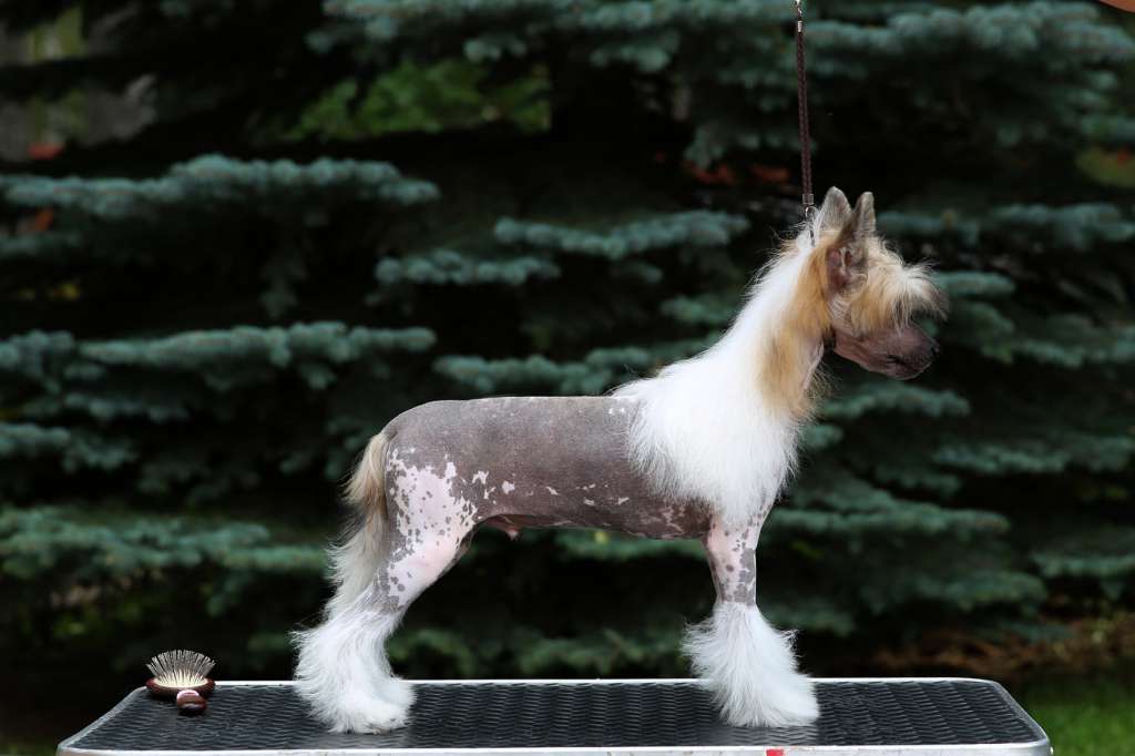 Minimaks Popular by Incanto Del Mondo