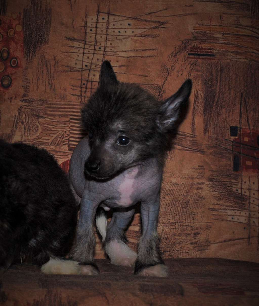 Bricklin Dom Risorto