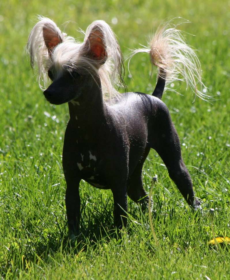 CH Crestline LuLu Belle of Wizbang