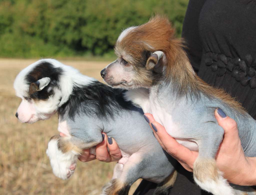 Dodge Billot Iz Clana Timurlana