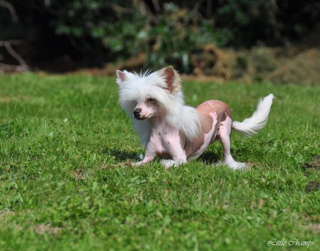 Lili Marleen Little Champs