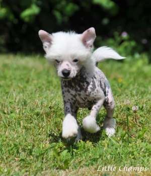 Levi's Little Champs