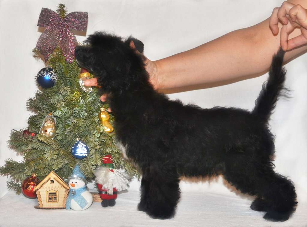 Magic of Success Amir Again The First