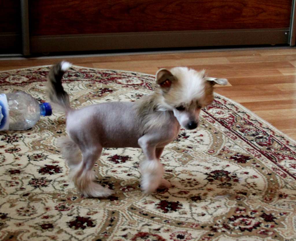 Denville Ozi Cake With Cream