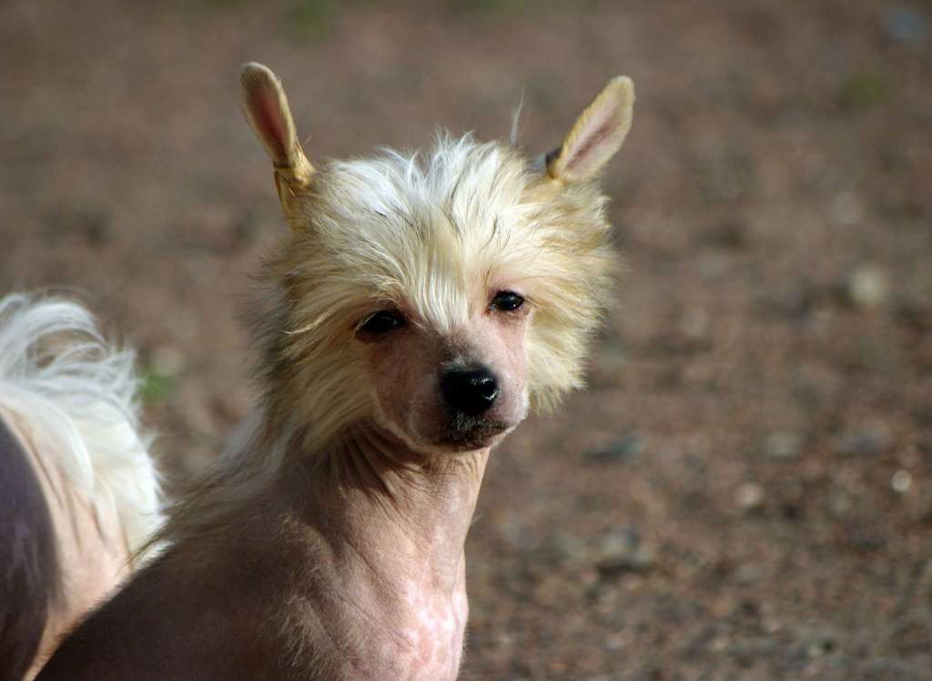 FutureLine Felicie  Night-fly