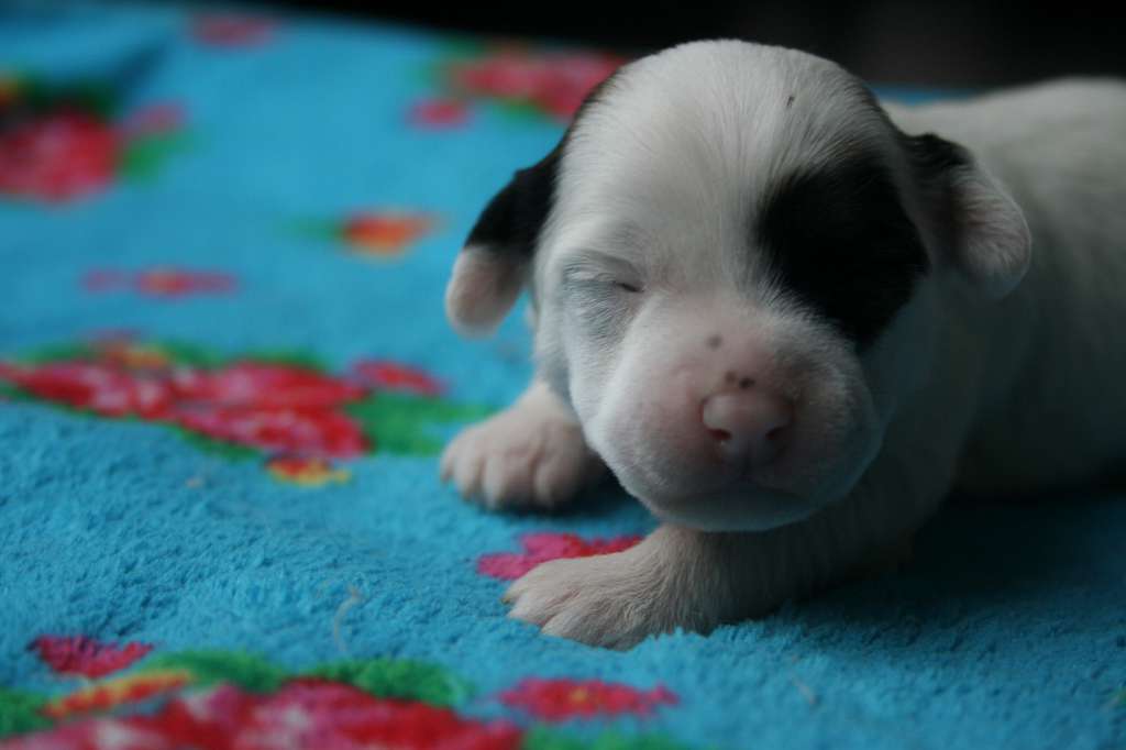 Dresscode-Zero One Eyed Jack