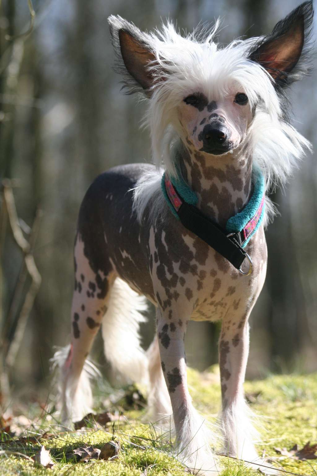 Dresscode-Zero One Cheeky Bandit