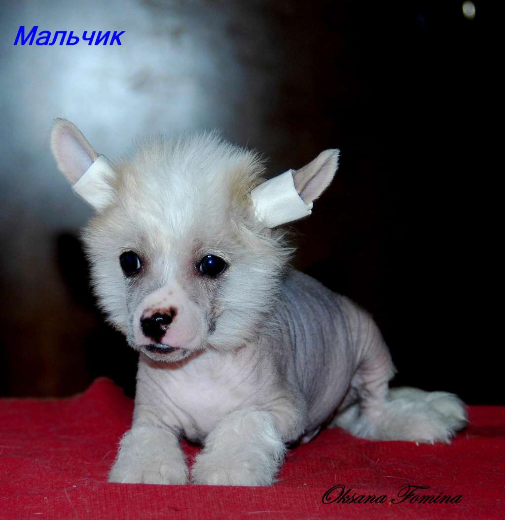 Star Show Bon Ami Daymond