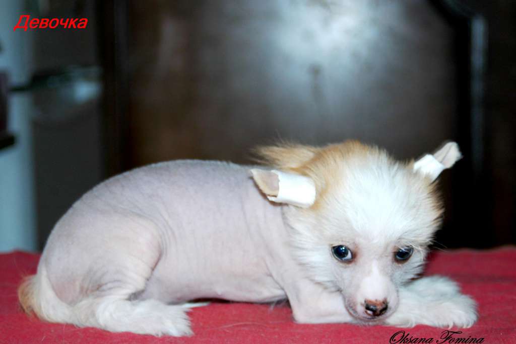 Star Show Bon Ami Deyzi