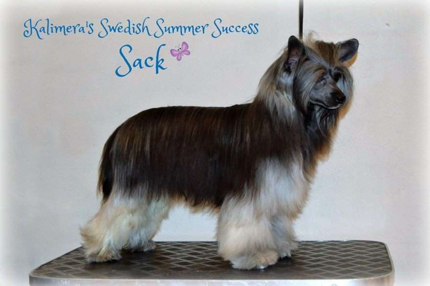 Kalimera's Swedish Summer Success