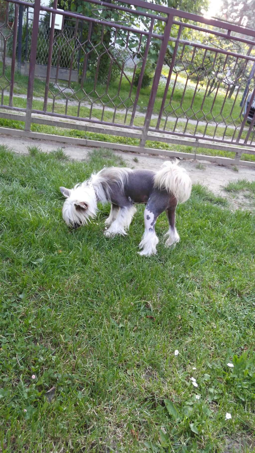 Gremlinto Ella Ellektra Enter The Show