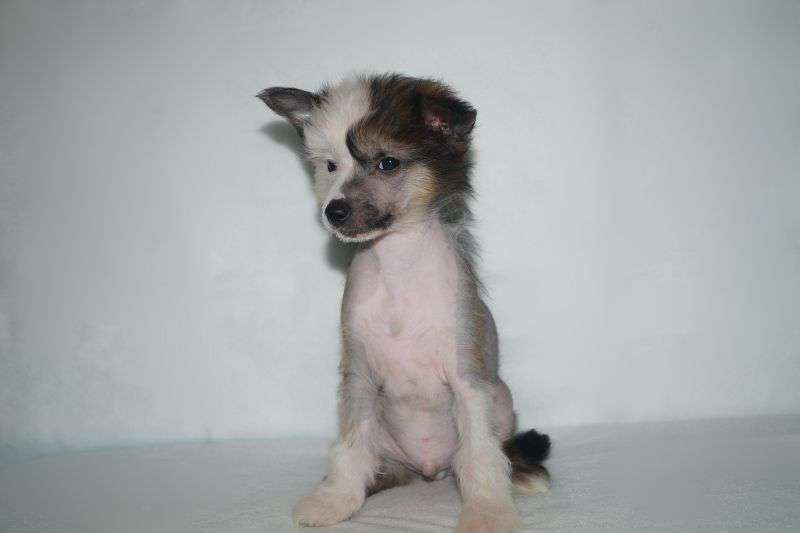 Tselestin Shtat Ogayo