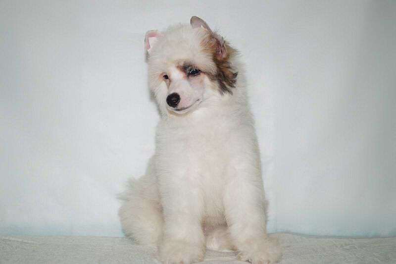 Tsenturion Gay Martsiy