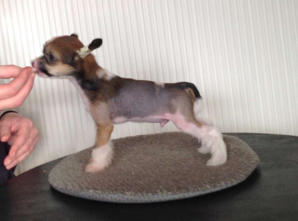 Mamres Extremely Hot Elliot