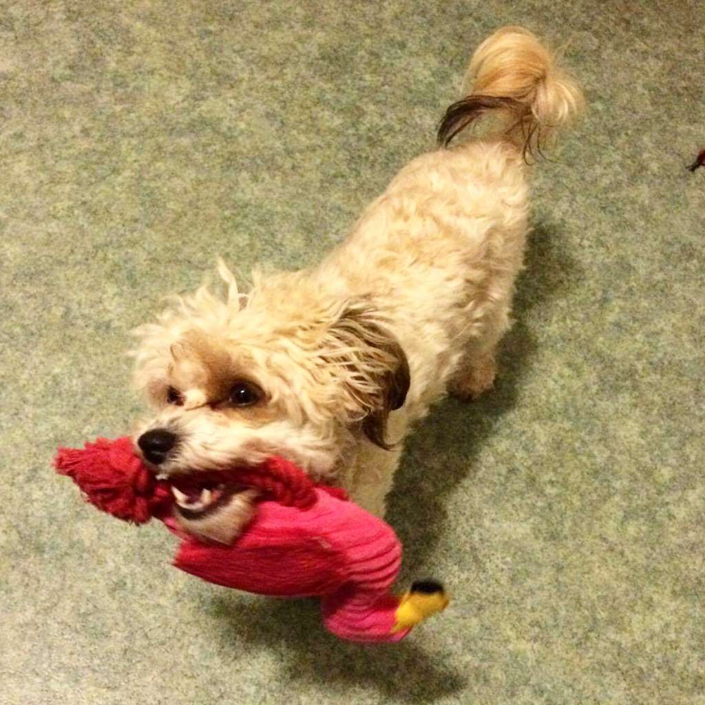 Gold Toradora Hey There Delilah