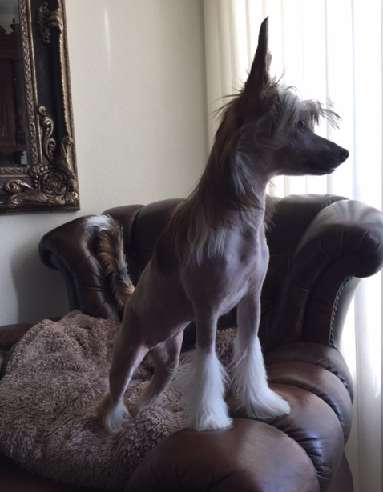 Cat's China Dogs Spirit Special