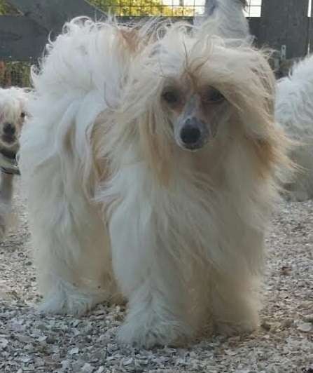 Cat's China Dogs Summer Special