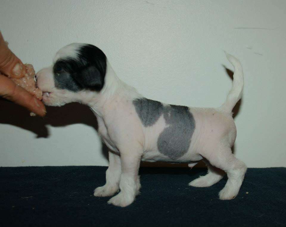 Valanyan Jump For Joy