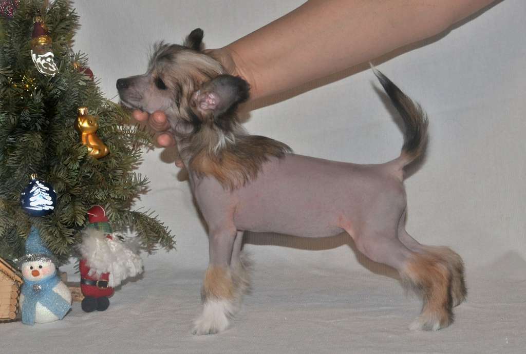 Magic of Success Beatrice Lady Love