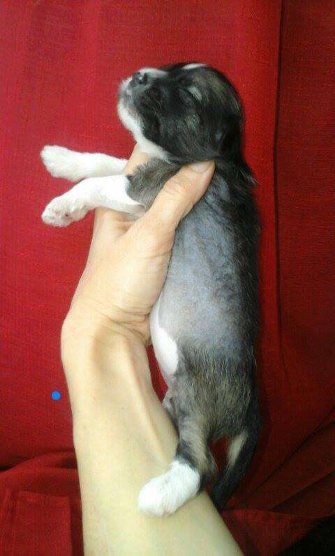 Novella Dneprovskoye Solntse