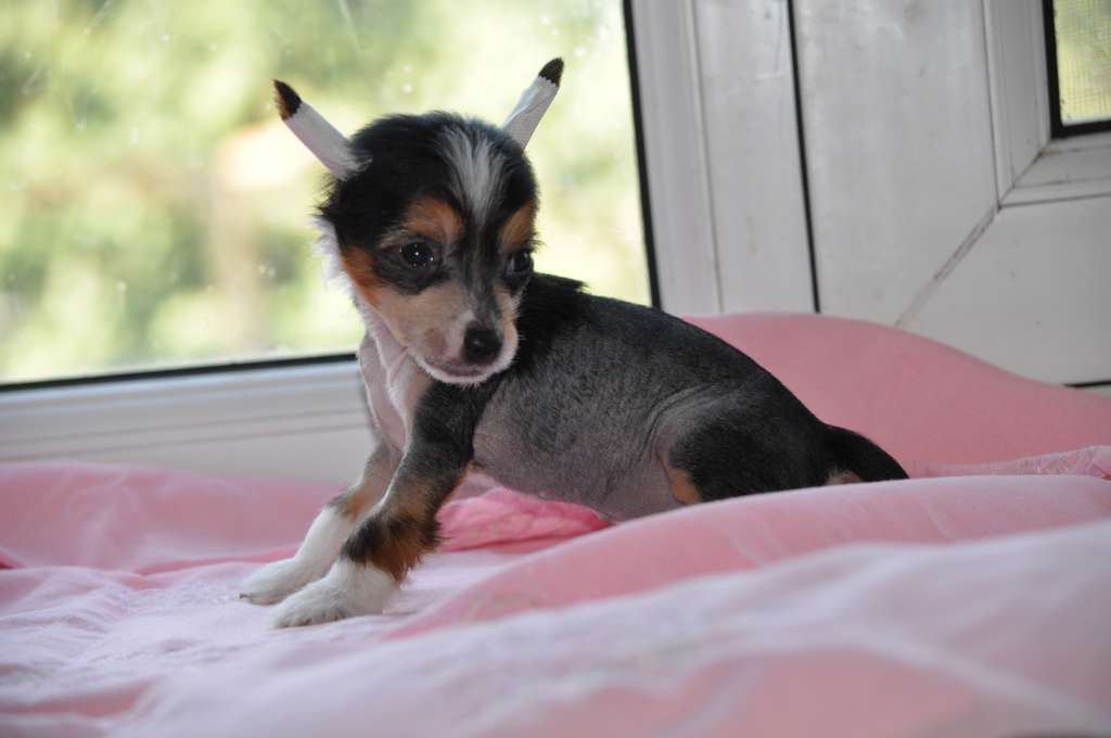 Major Dneprovskoye Solntse