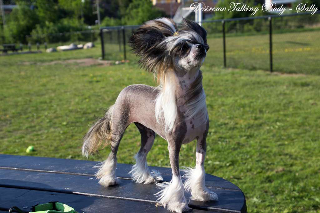 Desireme Talking Body