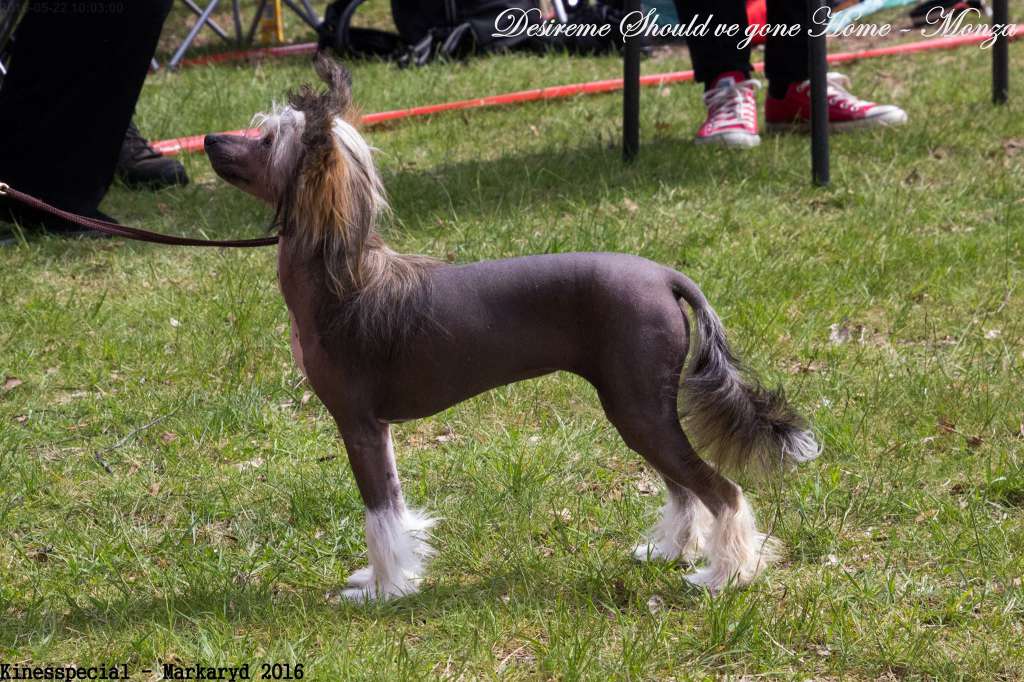 Desireme Should've Gone Home