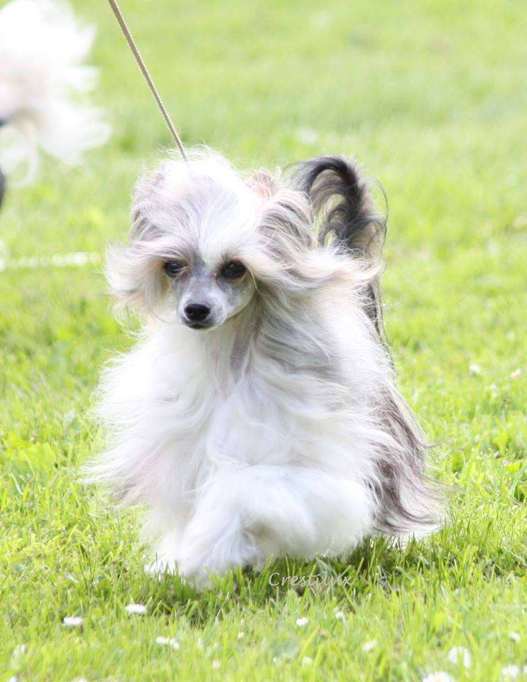 Desireme One Last Time