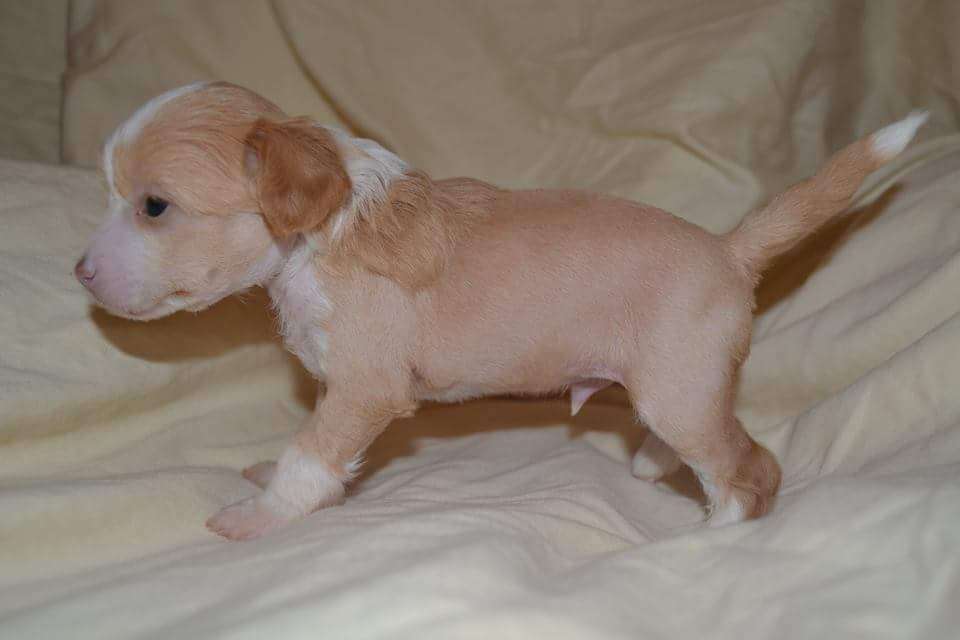 Zinnystars Billy The Kid