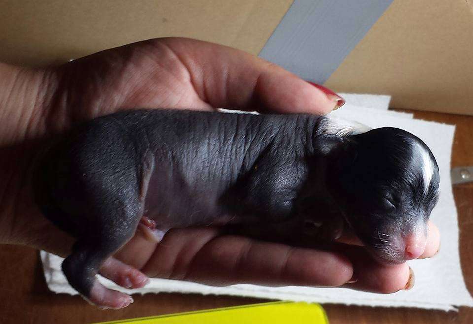 Zinnystars Brightest Vega