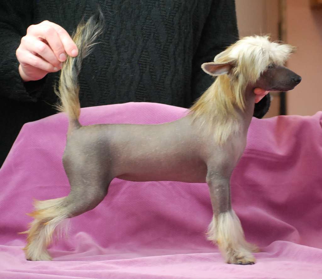 Little Dog Of Dream La Duchesse