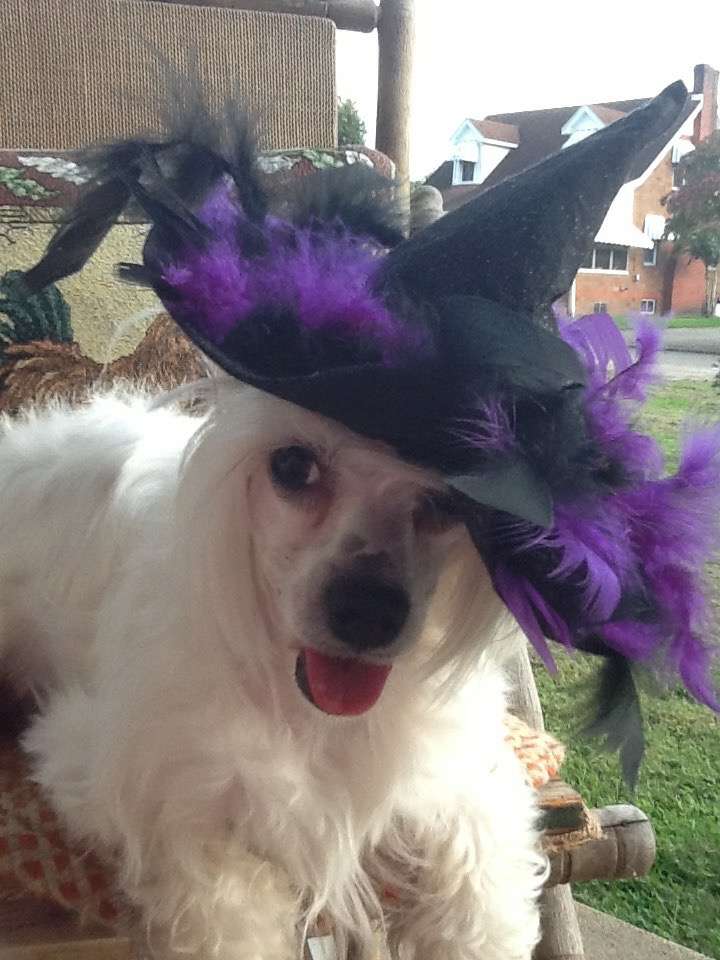 majestic's pin up girl