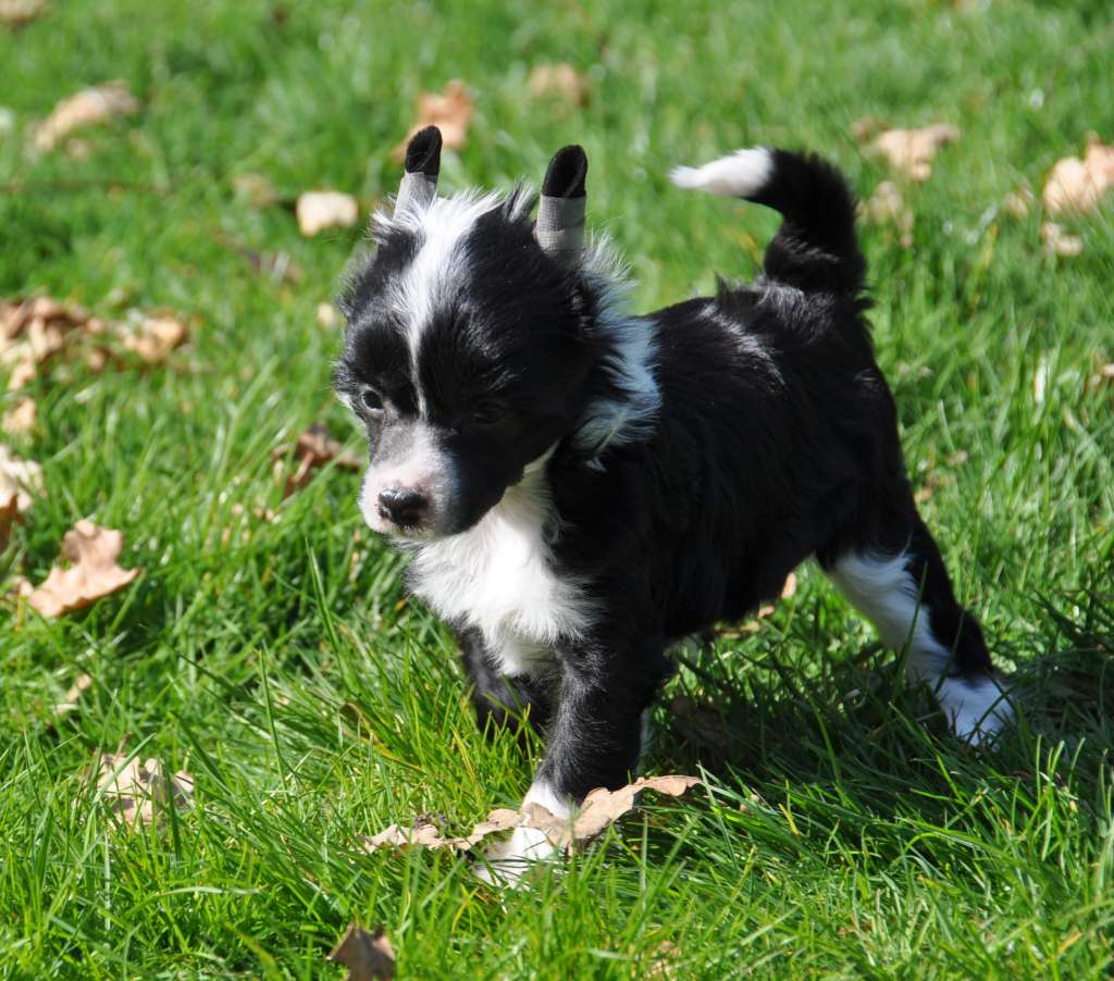 Just me Little Champs