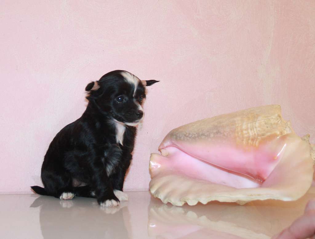 Charuyuschiy Soblazn Benuar