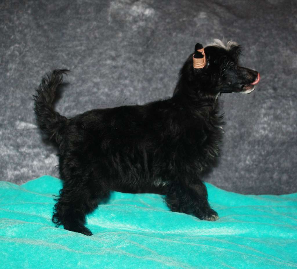 Charuyuschiy Soblazn Bonakki K'yanti