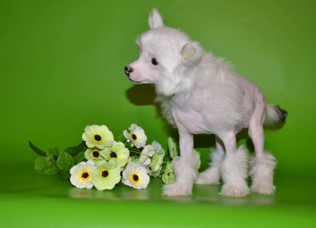 Radugnyi Mir Edicted to love