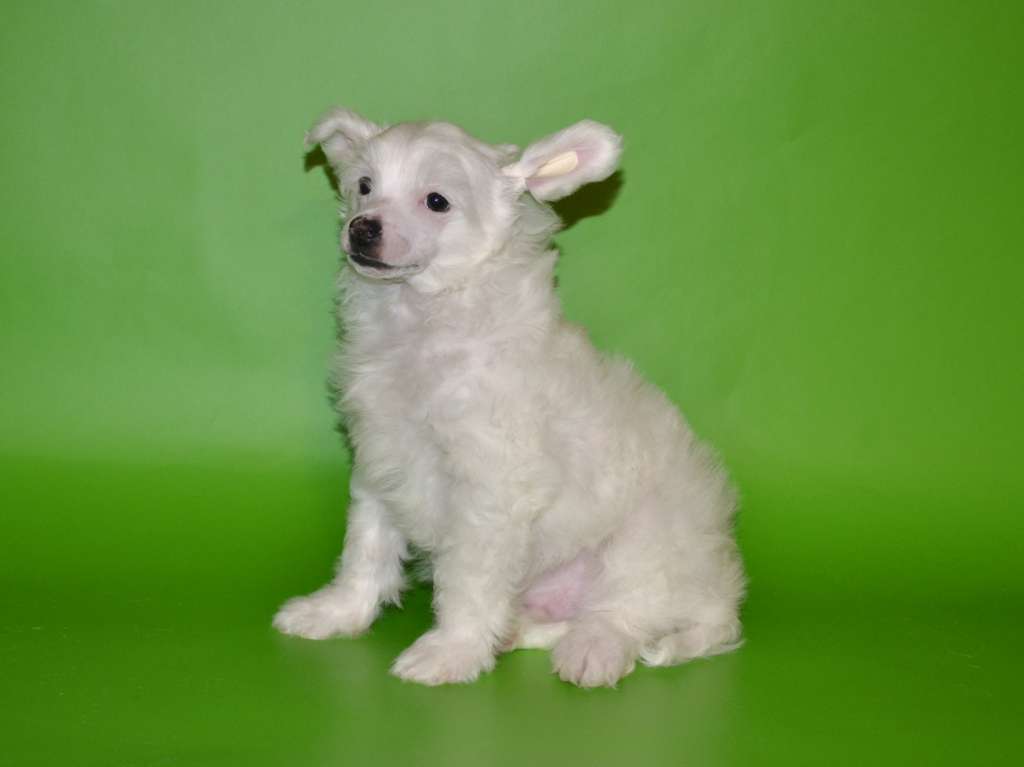 Radugnyi Mir Angel Blond