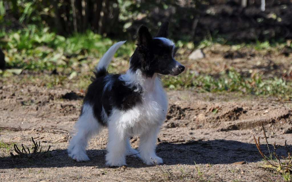 Robin Hood Winning Smile