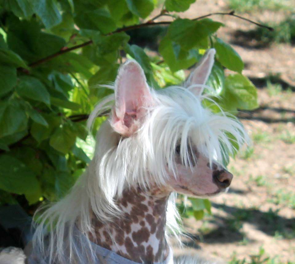 What A Little Heart von Shinbashi